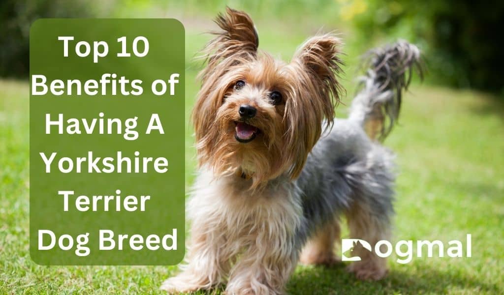 Top 10 Benefits Of Having A Yorkshire Terrier Dog Breed