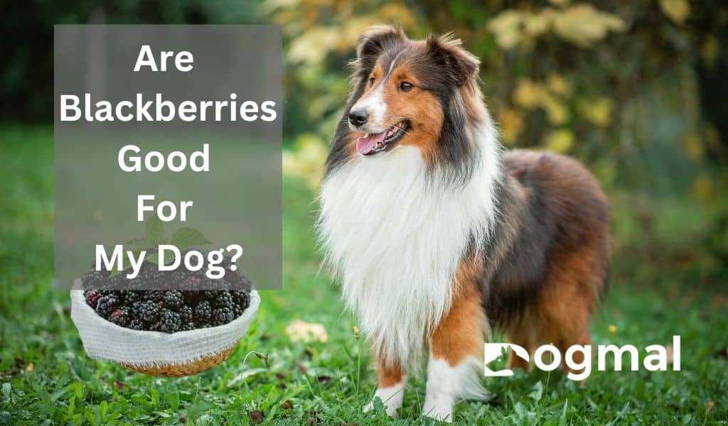 Blackberries Good for Dog