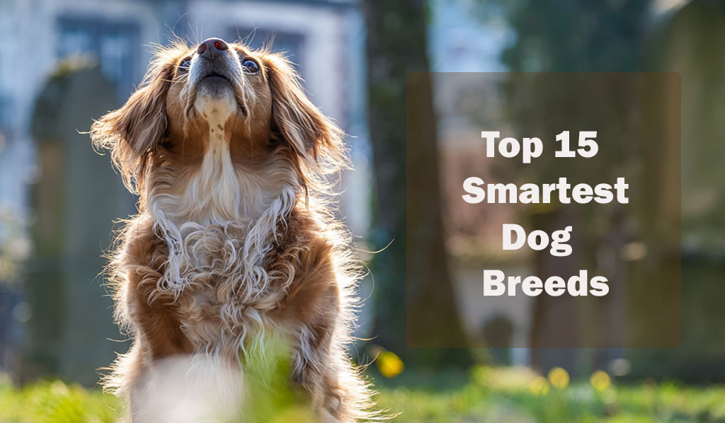 Top 15 Smartest Dog Breeds in the World