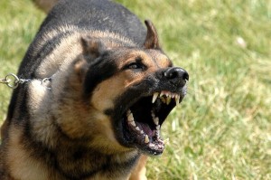 snarling dog hd photo